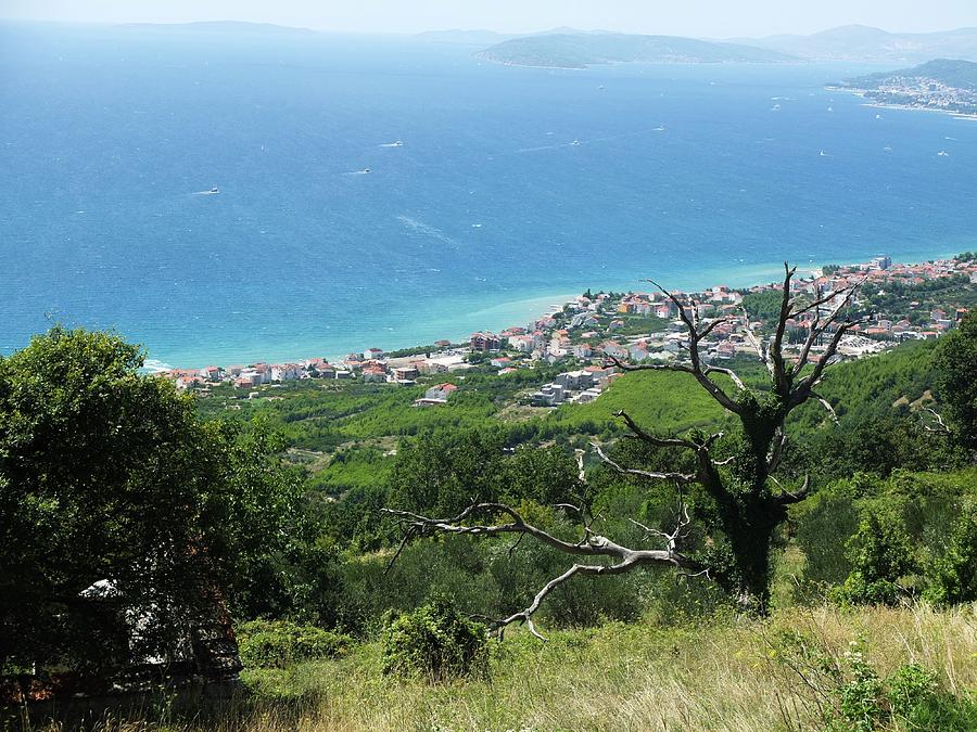 Dry Tree Photograph - Dry Tree And Adriatic Sea View by Olga Kurygina Dry Tree Photograph - Dry Tree And Adriatic Sea View by Olga Kurygina