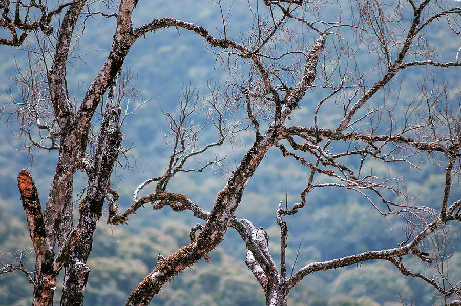 Dry Tree Branches in the Jungles Photograph by Jenny Rainbow
