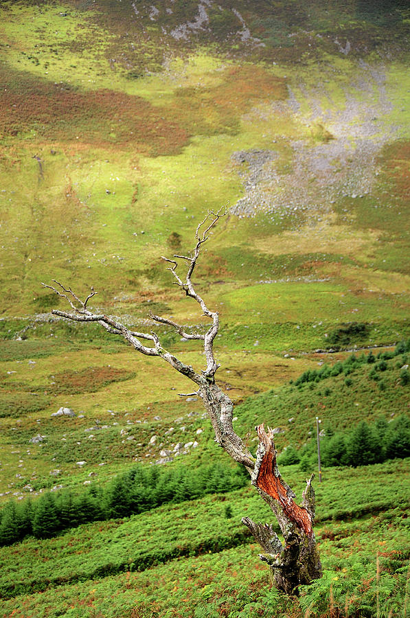 Dry Tree. Wicklow Hills. Ireland Photograph by Jenny Rainbow