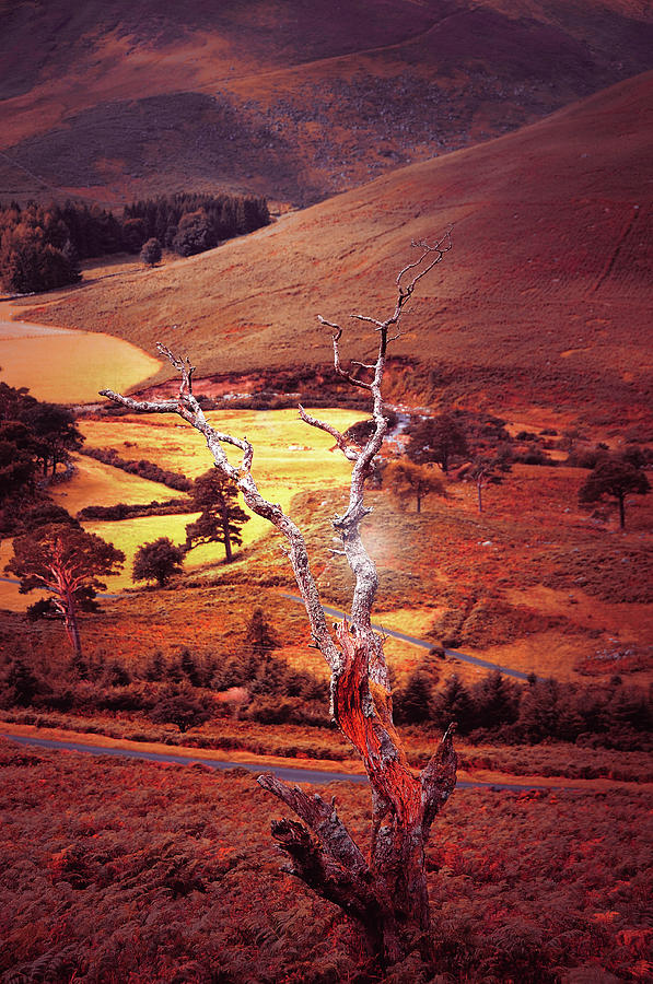 Dry Tree. Wicklow Hills. Toned Photograph by Jenny Rainbow