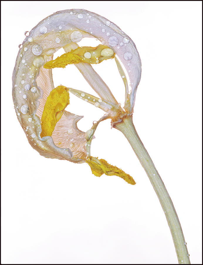 Dry white petaled tulip with water drops Photograph by Anders Kustas