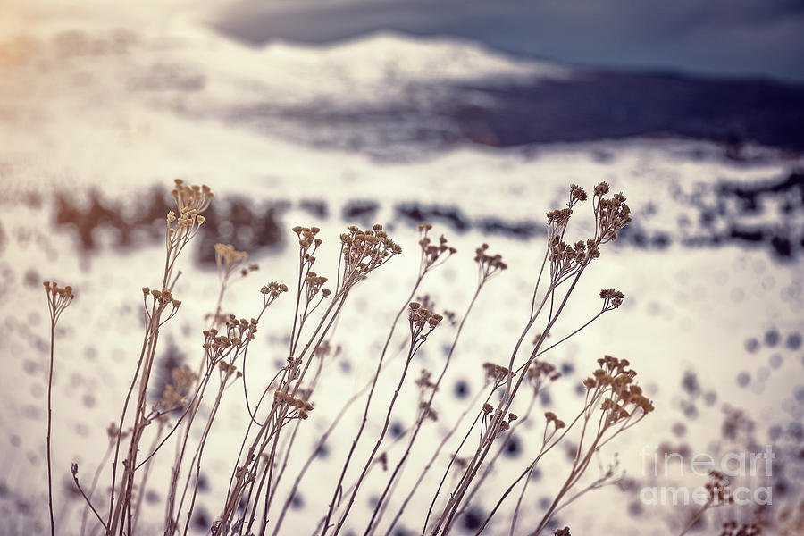 Dry wildflowers in the winter Photograph by Anna Om