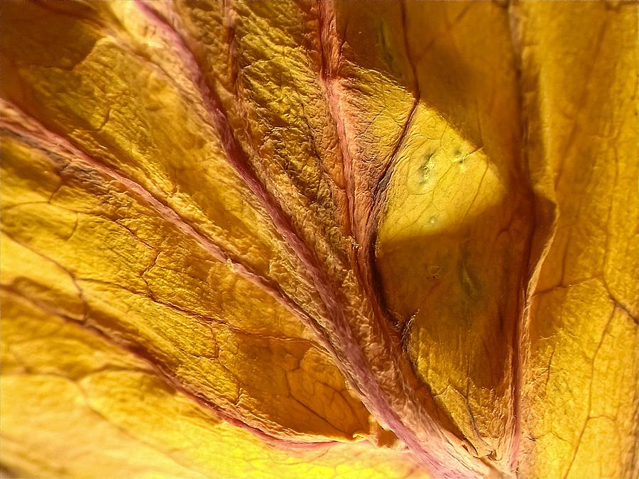 Dry yellow leaf Close up Photograph by Lilia S