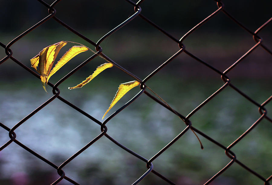 Dry Yellow Leaves Hanging on Metal Fence Photograph by Prakash Ghai