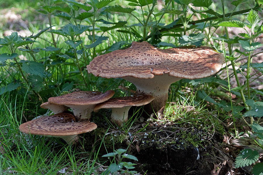 Mushroom Photograph - Dryads Saddle Fungus by Bob Kemp