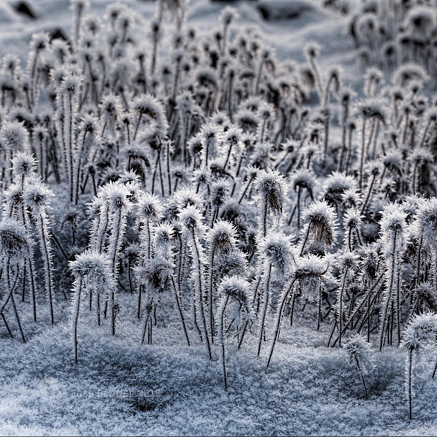 Dryas Frost Photograph by Fred Denner