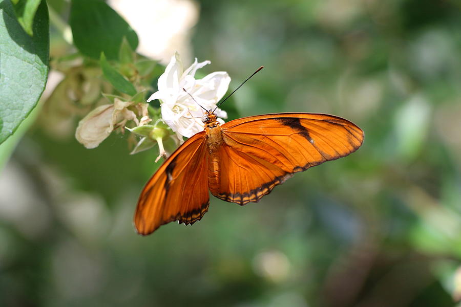 Dryas Iulia - Julia Butterfly Photograph by Christiane Schulze Art And ...