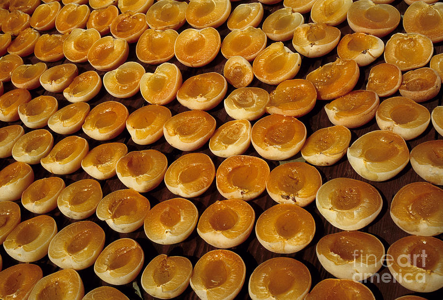 Drying Apricots Photograph by Inga Spence