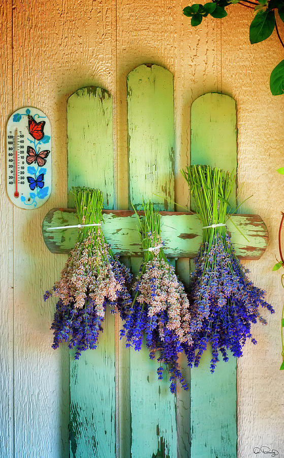Drying Bunches of Lavender Photograph by Dee Browning
