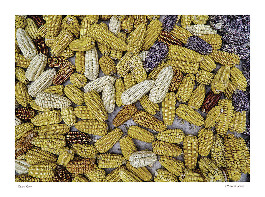Drying Corn Photograph by R Thomas Berner