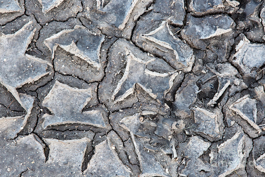 Drying Cracked Mud Photograph by Inga Spence