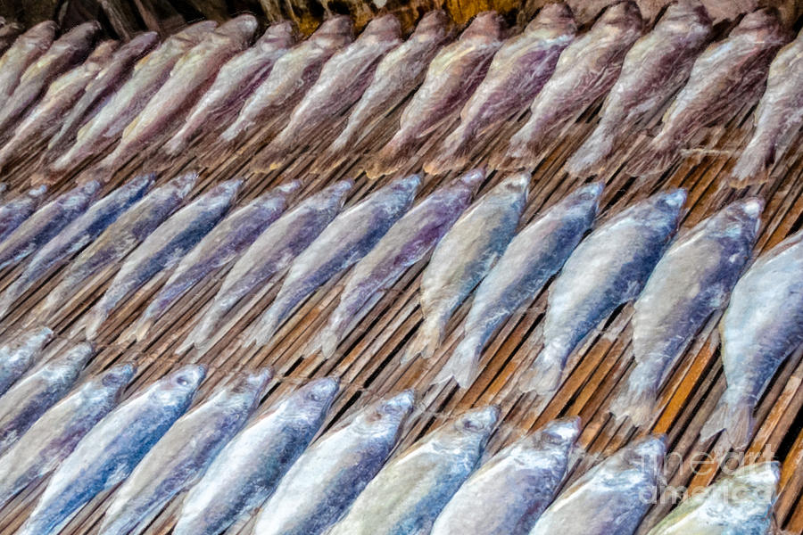 Drying Fish Photograph by Stefan H Unger