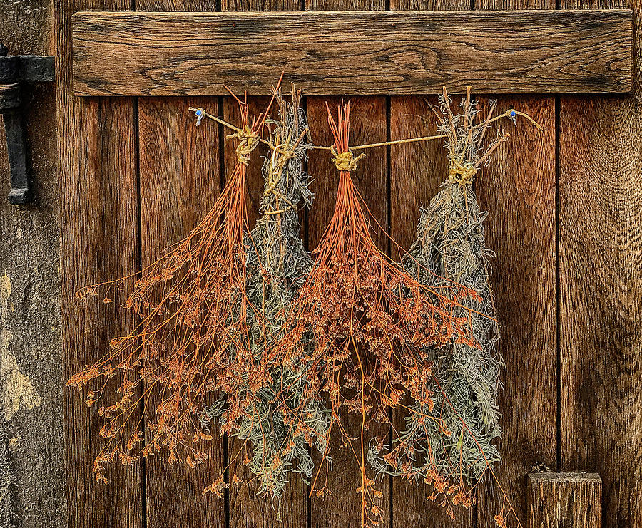 Drying Herbs Hanging on a Wooden Door Photograph by Jim Pavelle