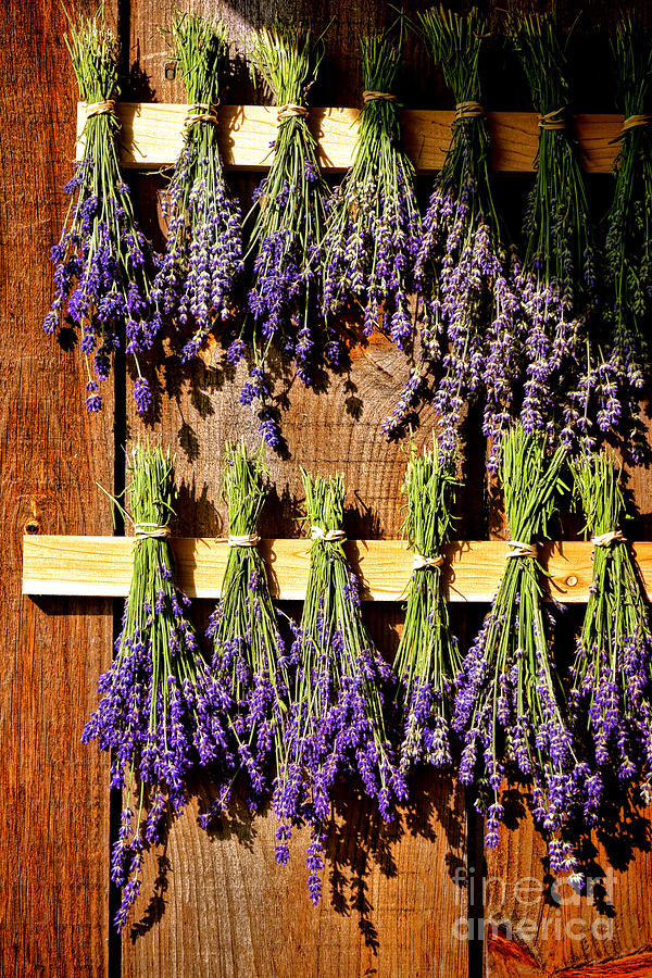 Drying Lavender Photograph by Olivier Le Queinec