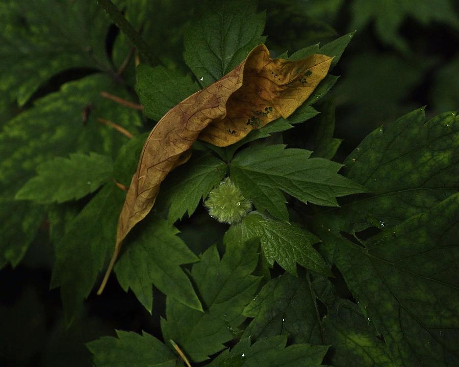 Drying Leaf with New Bloom Photograph by Charles Lucas