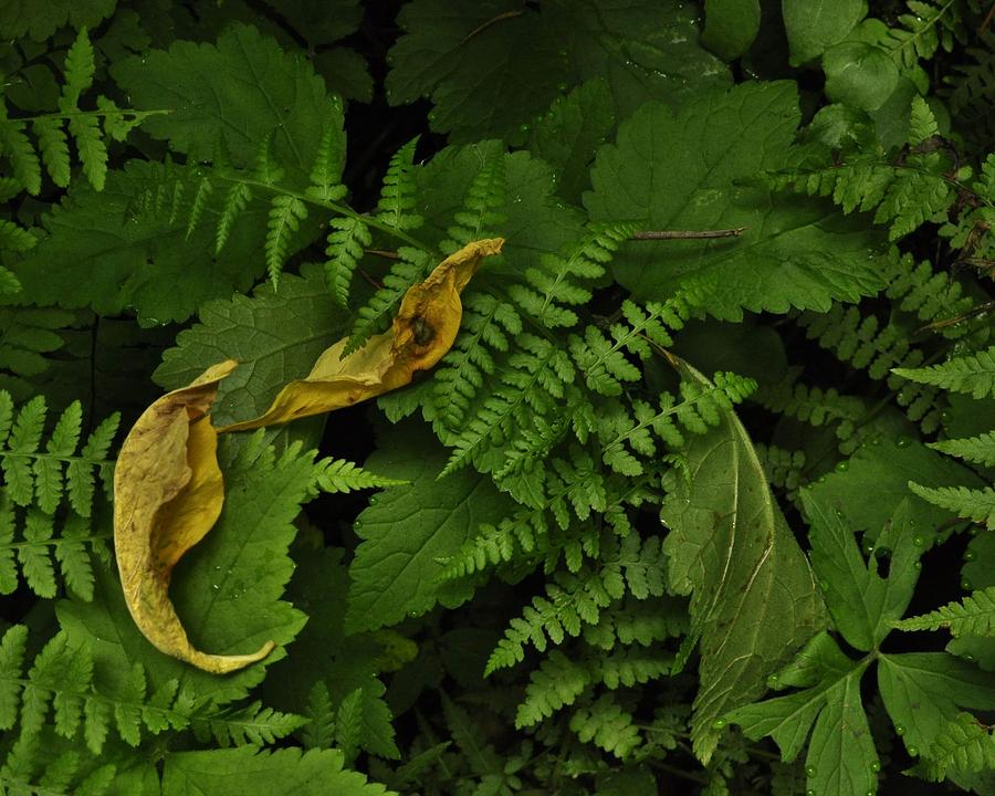 Drying Leaves and Ferns Photograph by Charles Lucas