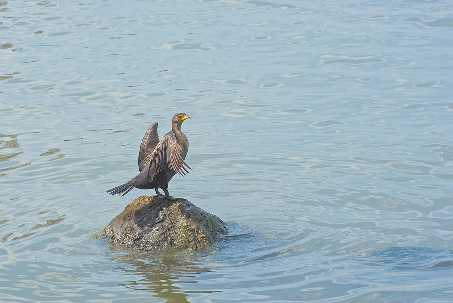 Cormorant Photograph - Drying My Wings by Robert Brown Cormorant Photograph - Drying My Wings by Robert Brown