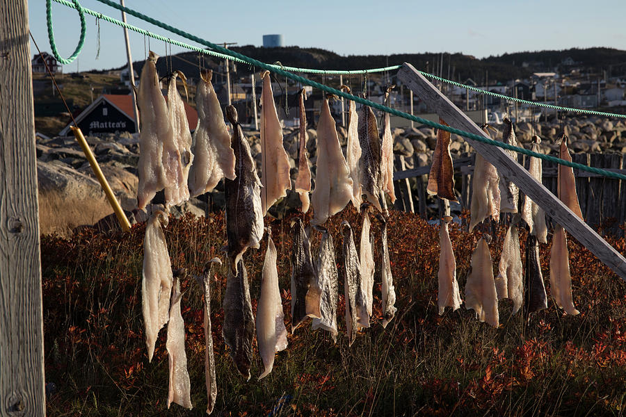 Drying pieces of salt cod in Bonavista, NL, Canada Photograph by Karen Foley