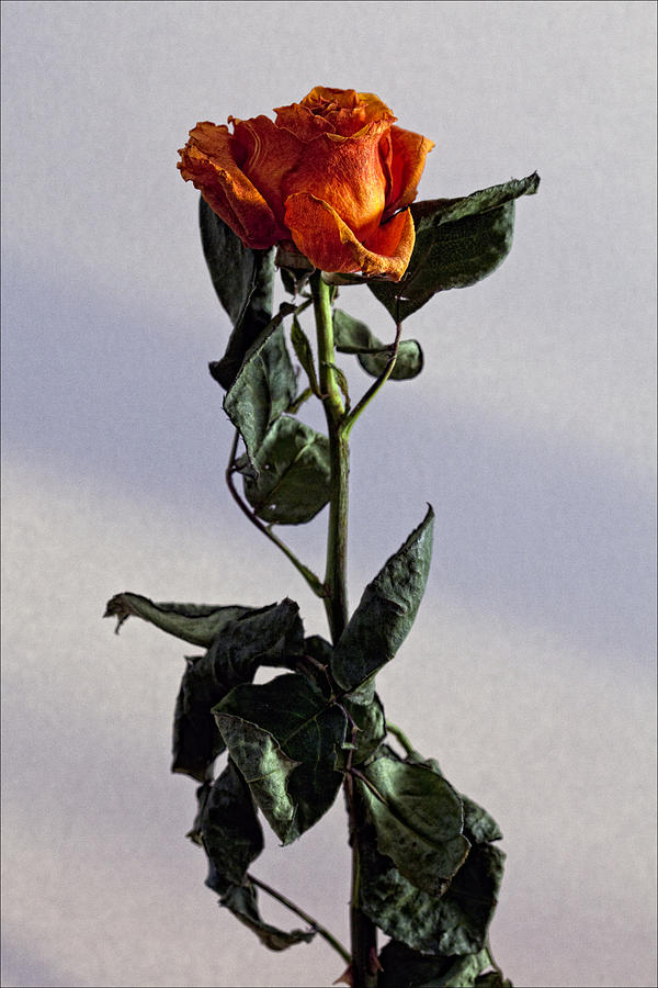 Rose Photograph - Drying Rose by Robert Ullmann