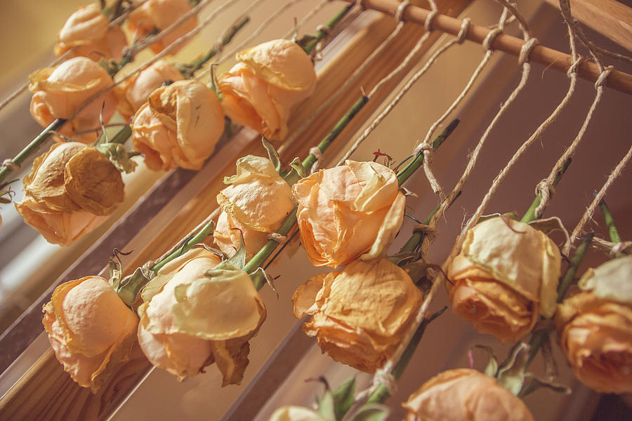 Peach Photograph - Drying Roses by Thubakabra Peach Photograph - Drying Roses by Thubakabra