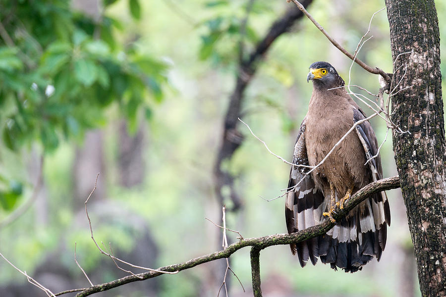 A Crested Serpent Eagle Drying Its Wings Photograph