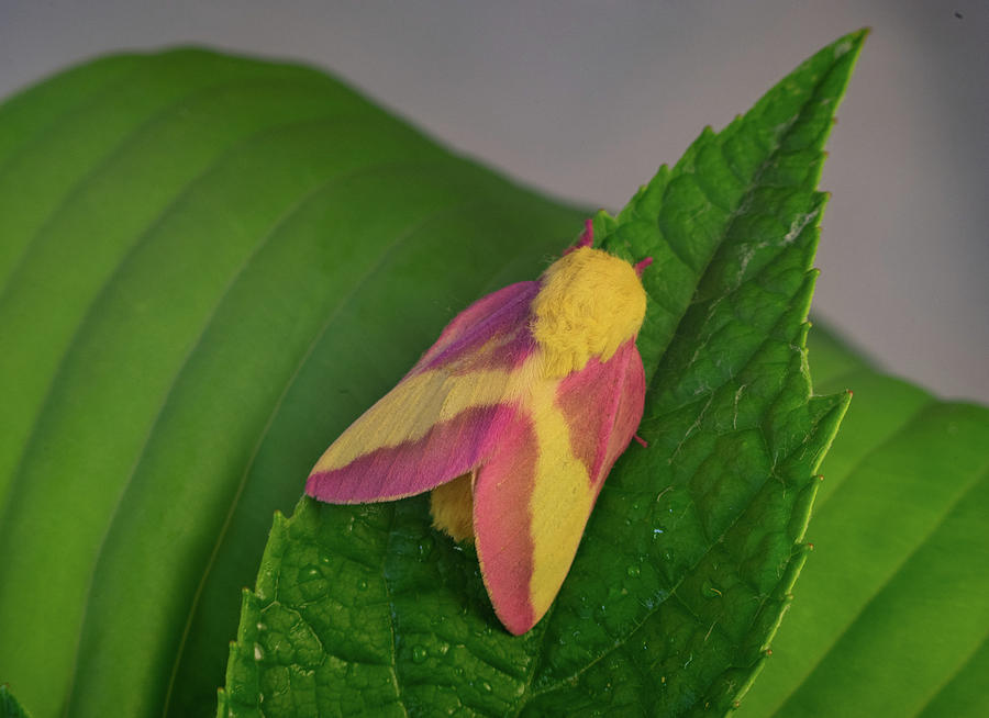 Dryocampa rubicunda on Leaf Photograph by Douglas Barnett