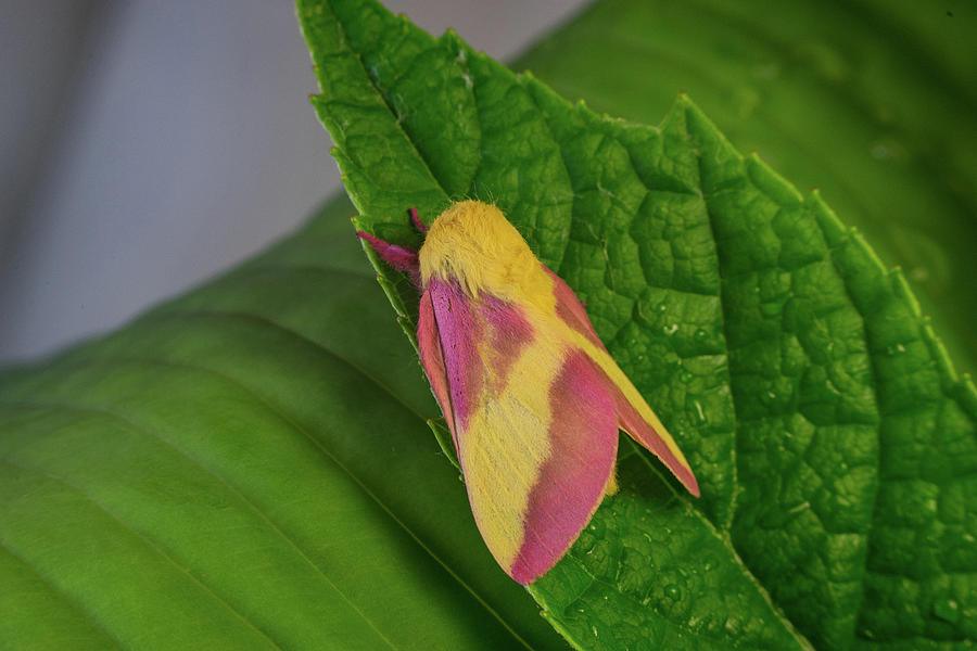 Dryocampa the Pink and Yellow Moth Photograph by Douglas Barnett