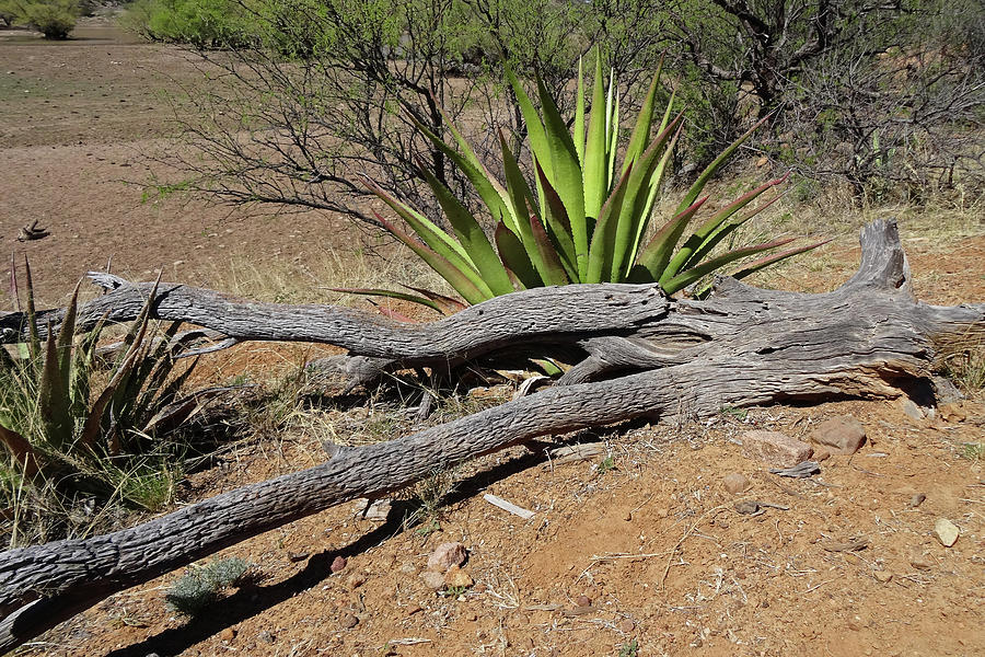 Nature Photograph - Agave and Log by Tom Daniel