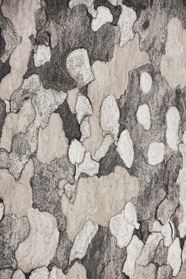 Bark of a Sycamore  2Tone Photograph by Theo OConnor