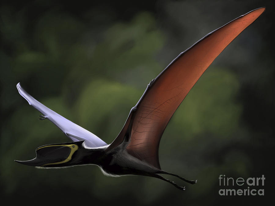 Wildlife Digital Art - Dsungaripterus With Wings Spread by Michele Dessi