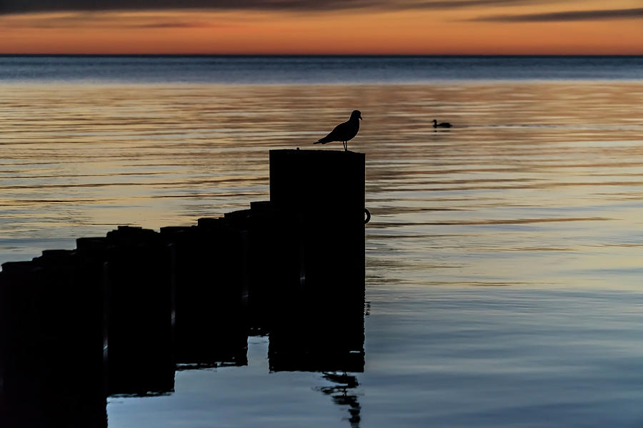 Dual Birds at sun rise  Photograph by Sven Brogren