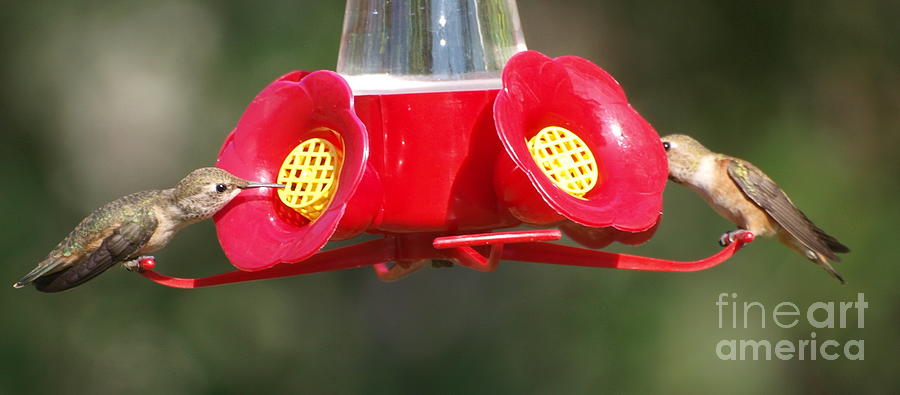 Dual Feeding Hummingbirds Photograph by Vivian Martin