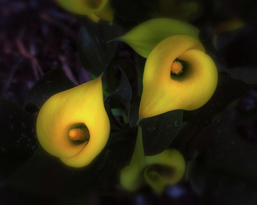 Flower Photograph - Calla Lilies 2 by Thomas Hall