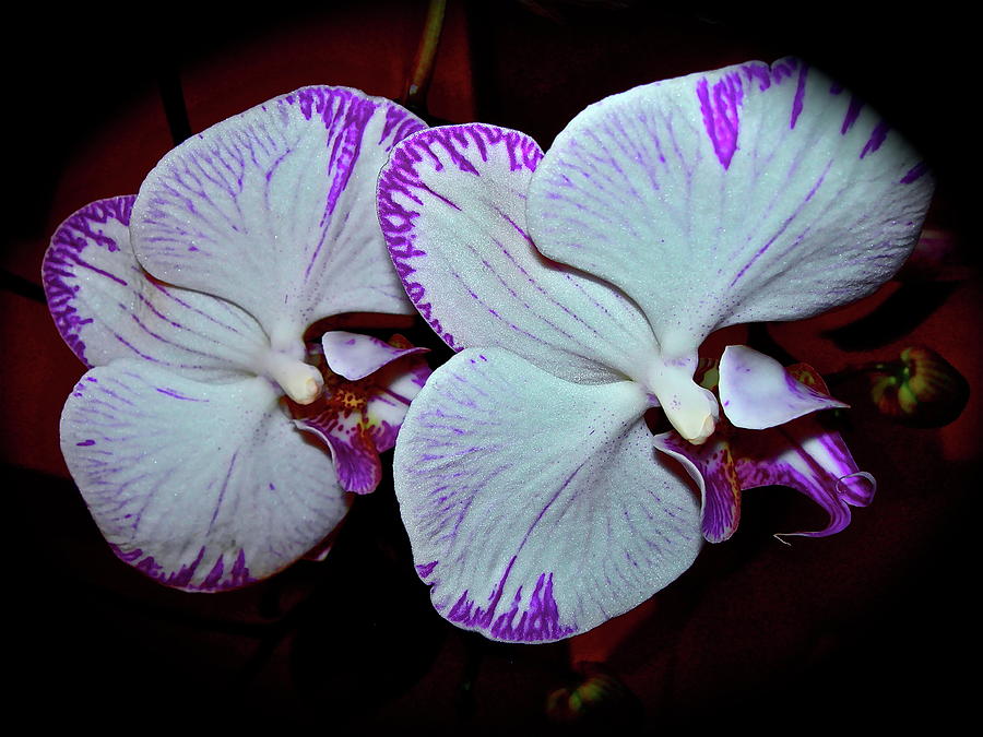 Dual Orchids Photograph by Randy Rosenberger