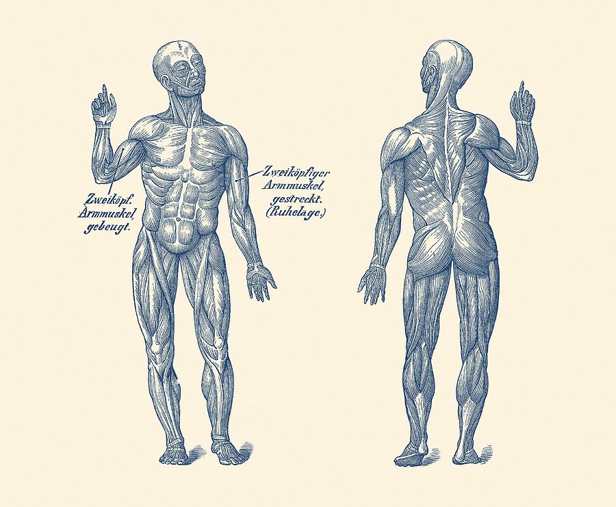 Dual View Arm Muscular System - German Diagram - Vintage Anatomy Photograph by Vintage Anatomy Prints