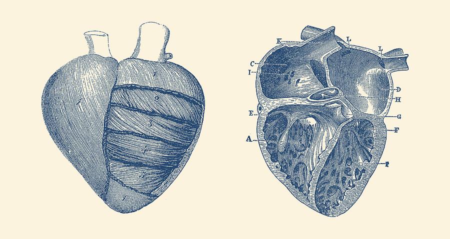 Dual View Heart Diagram Vintage Anatomy Poster