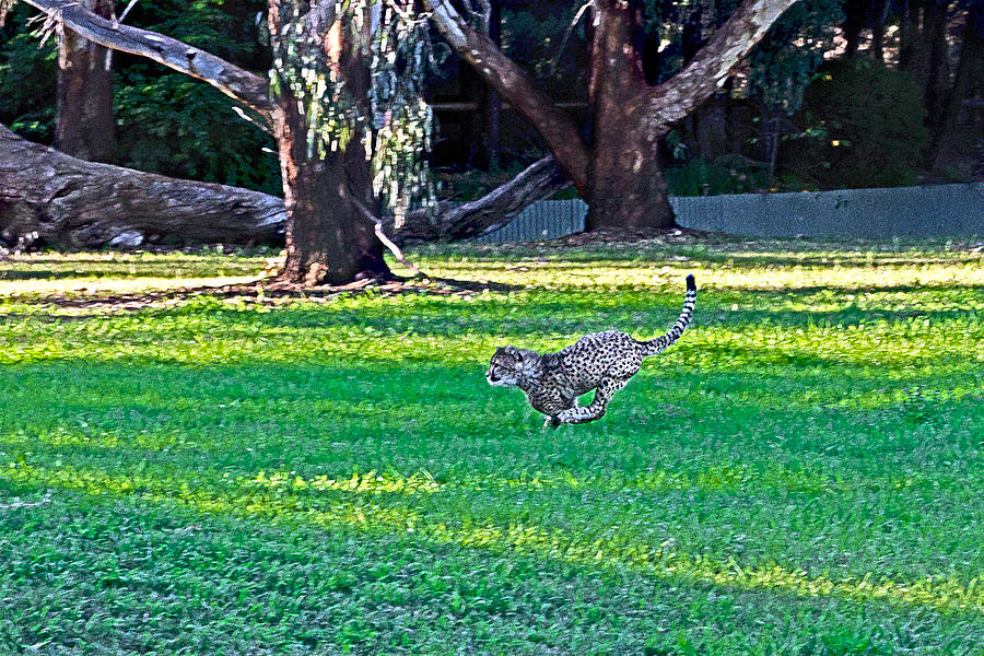 Animal Photograph - Sparkling Run For Dubbo Zoo Cheetah by Miroslava Jurcik
