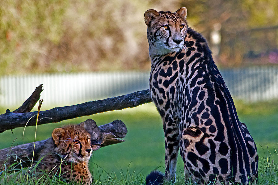 Dubbo Zoo Queen - King cheetah and cub Photograph by Miroslava Jurcik