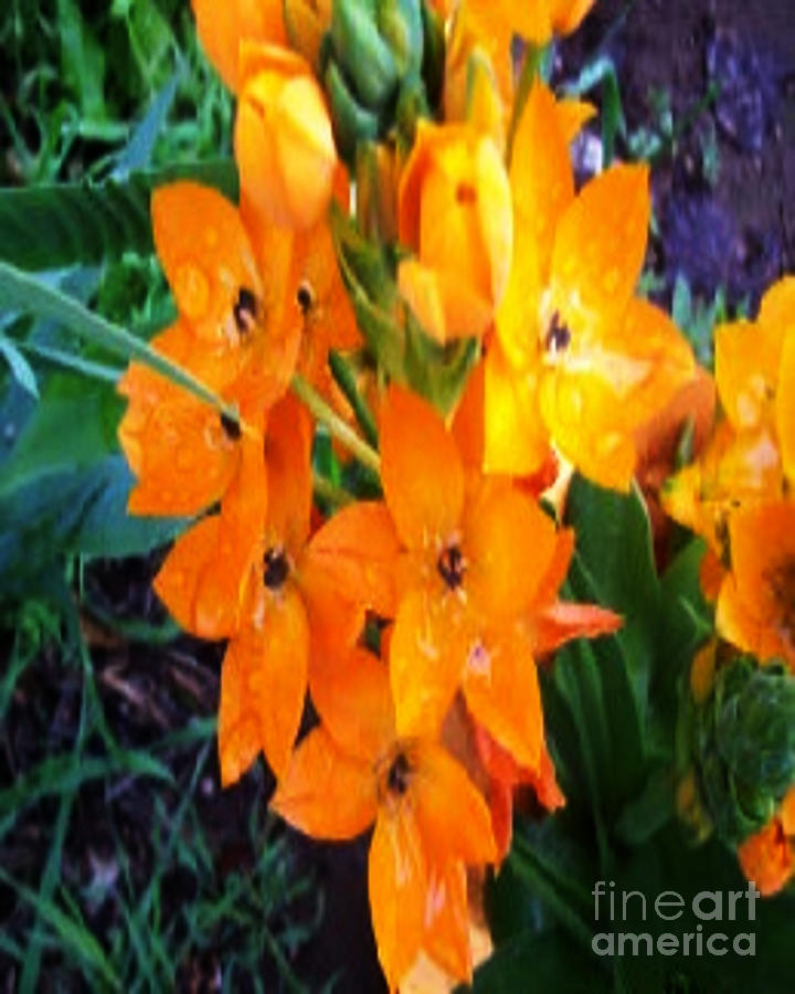 Dubium Orange Star Flower Photograph by Amy Pearl