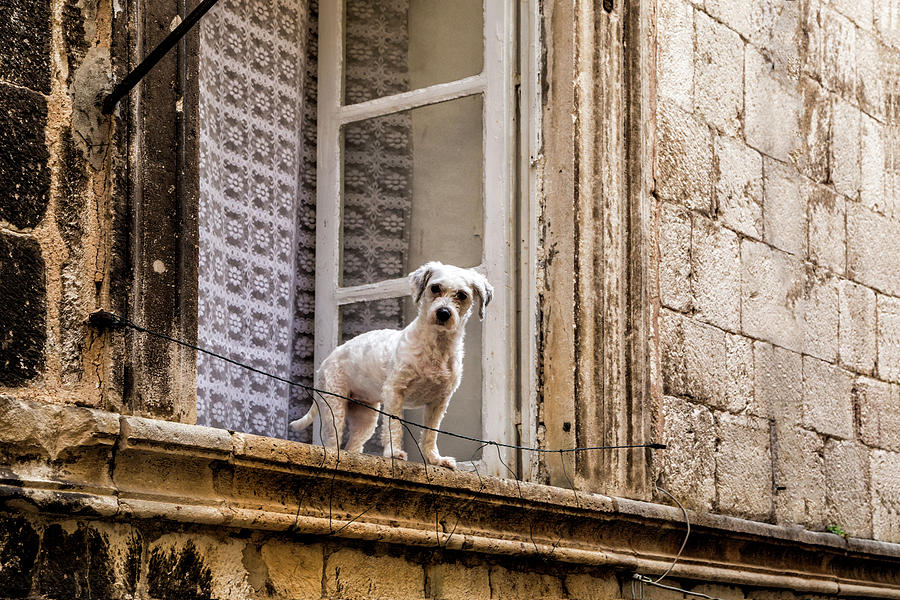 Dubrovnik Dog Photograph by Lindley Johnson