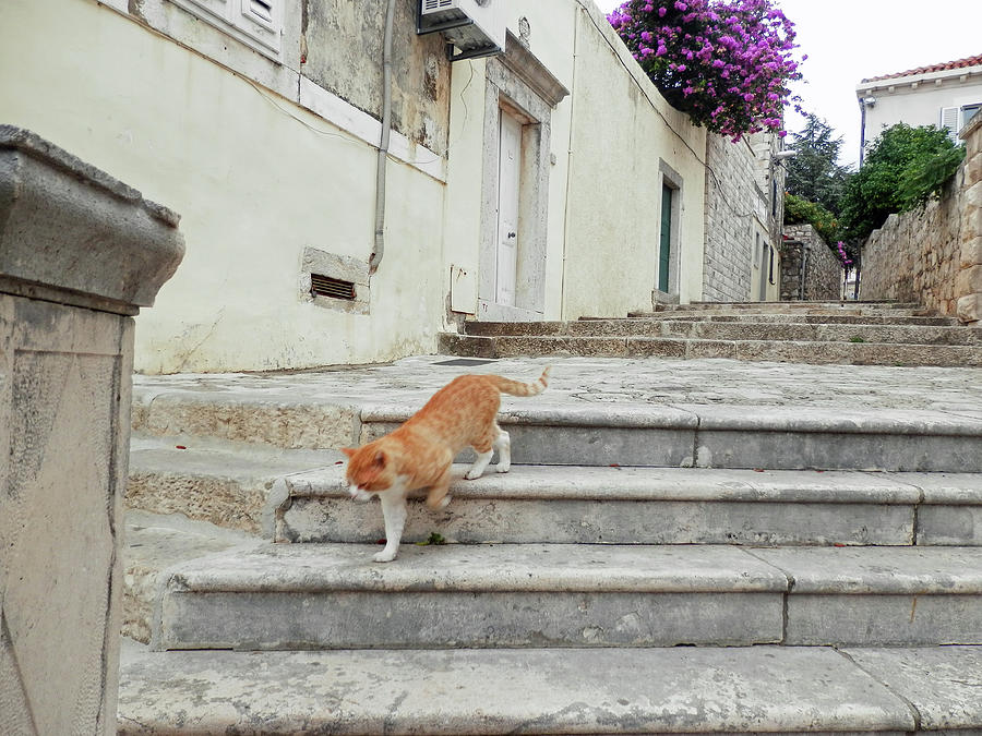 Dubrovnik Stray Cat 1 Photograph by Pema Hou