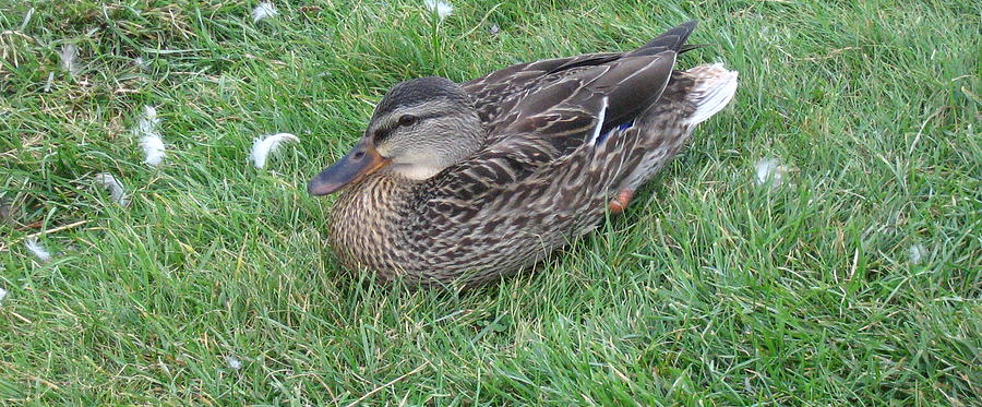 Duck 2 Photograph by Devorah Shoshanna - Fine Art America