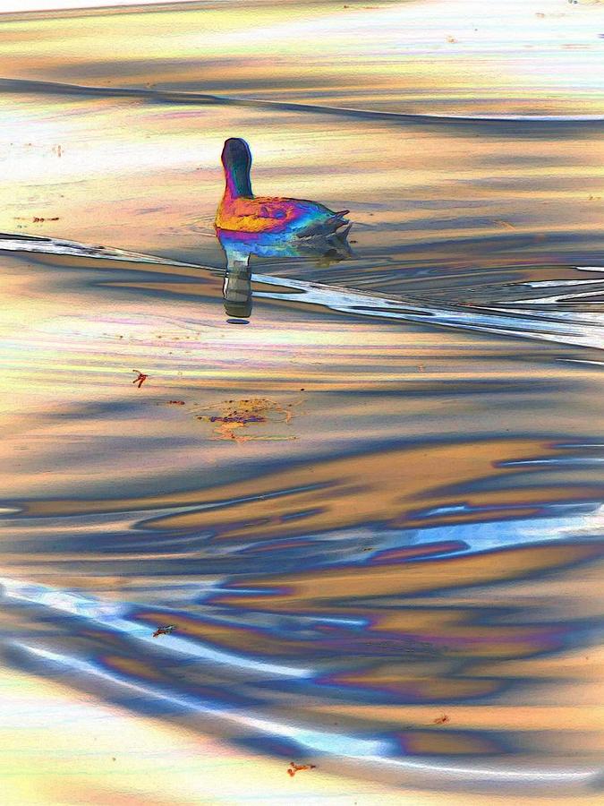 Abstract Photograph - Duck a la orange by Candee Lucas