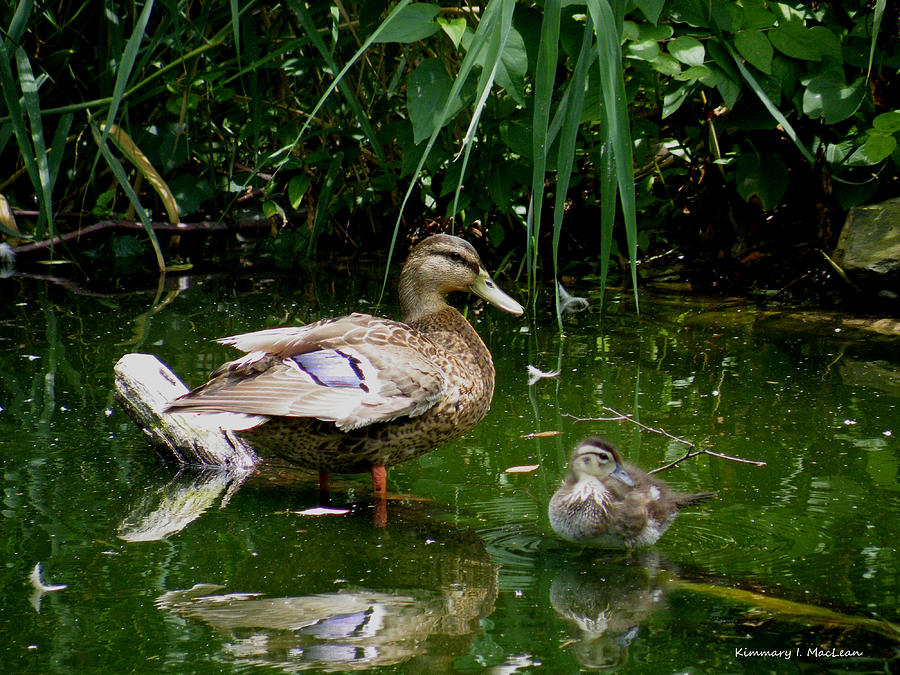Duck and Duckling Photograph by Kimmary MacLean