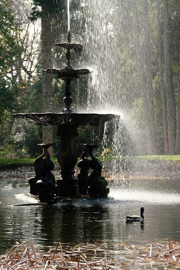 Duck and Fountain Photograph by Martina Fagan
