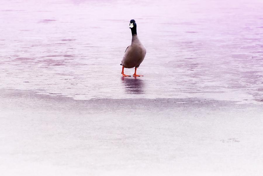 Duck And Ice 2 Photograph by Jaroslav Buna