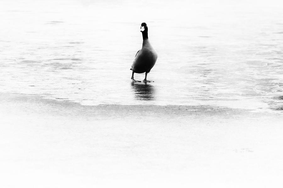 Duck And Ice Photograph by Jaroslav Buna