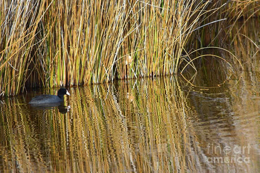 Duck and Reeds Photograph by Jeff Hubbard