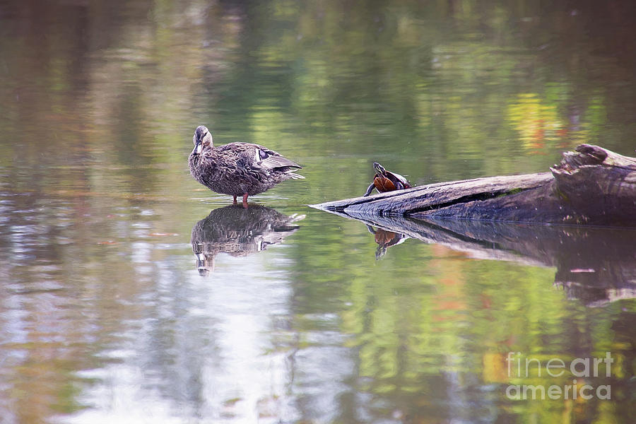 Duck And Turtle Reflection Photograph by Sharon McConnell