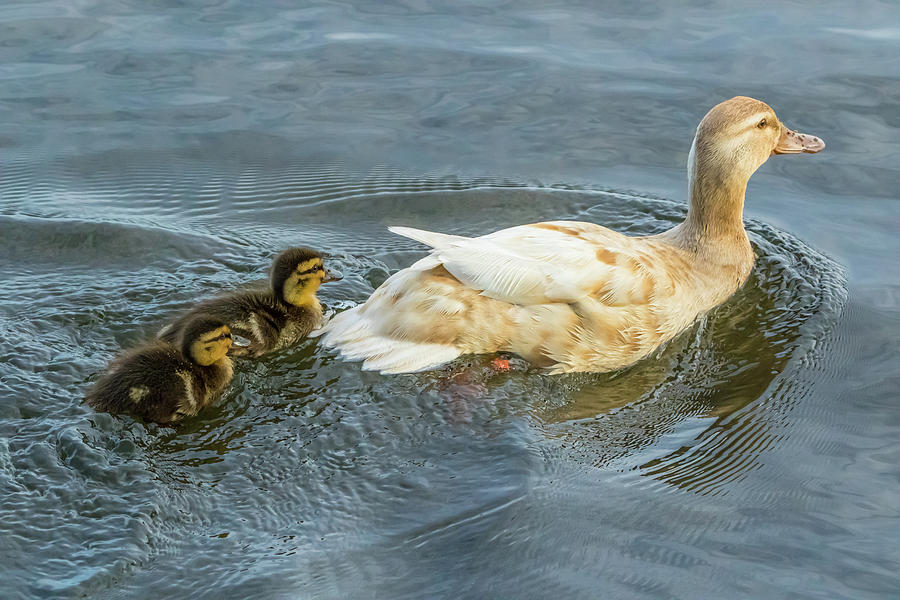 Duck and Two Ducklings Photograph by Marc Crumpler